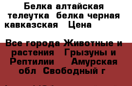 Белка алтайская телеутка, белка черная кавказская › Цена ­ 5 000 - Все города Животные и растения » Грызуны и Рептилии   . Амурская обл.,Свободный г.